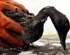 Exxon Valdez Runs Aground